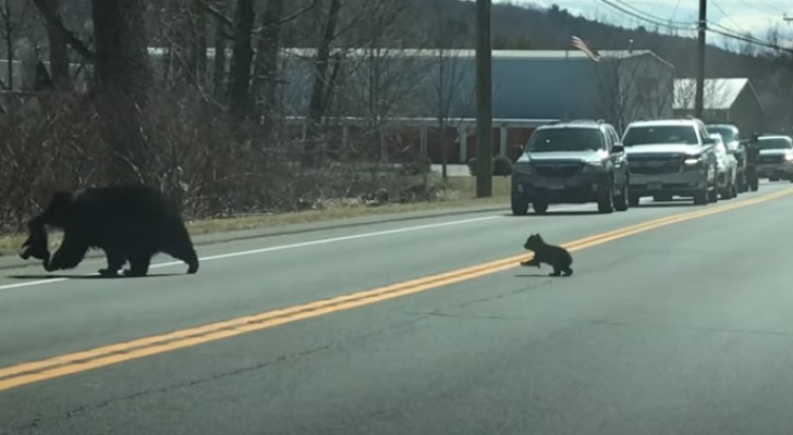 Mamma orsa tenta di attraversare la strada con i suoi cuccioli ribelli e le auto aspettano pazientemente