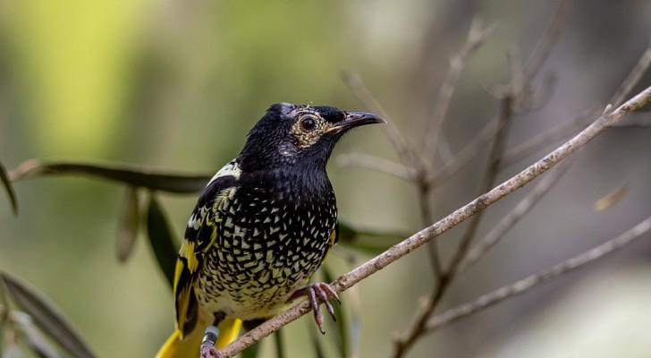 Einer der seltensten Vögel der Welt ist vom Aussterben bedroht: Er kann die Melodien seiner Art nicht mehr singen