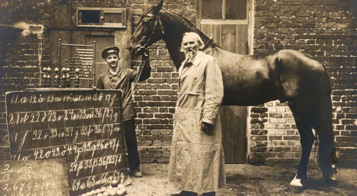 Die sonderbare Geschichte von Hans, dem intelligenten Pferd, das zählen und auf die Fragen seines Besitzers „antworten“ konnte