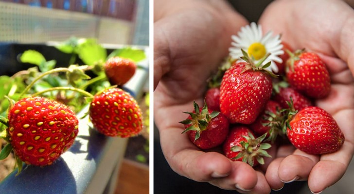 Come coltivare in casa delle fragole deliziose, anche più buone di quelle del supermercato