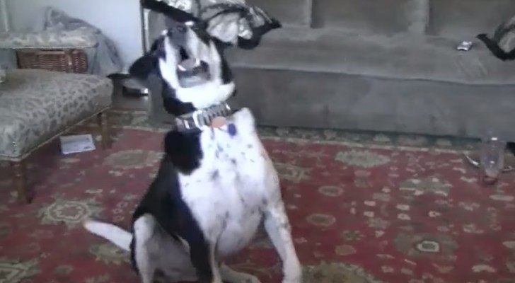 The owner tells him they've got a kitten and the dog ANSWERS back: the video is hilarious