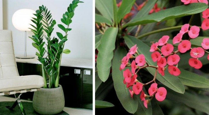 5 prachtige kamerplanten die heel weinig water nodig hebben