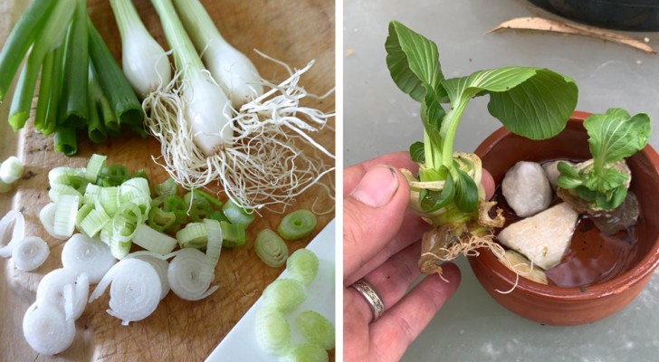 7 vegetali che puoi coltivare a partire dagli scarti di cucina: un progetto ottimo per i bambini