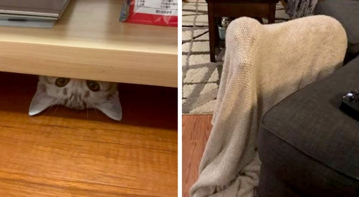 "So that's where you got to!": 16 pets with an innate talent for sneaking around everywhere