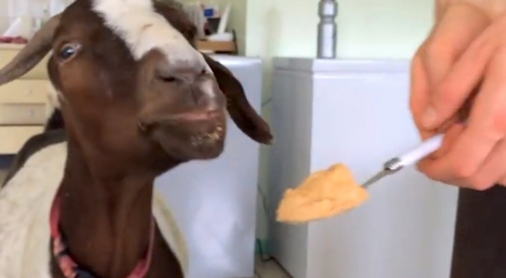 Here's a goat eating peanut butter for the first time. How cute is she?
