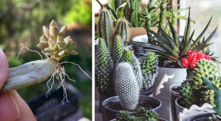 All crazy about succulents: how to grow them best and the most common mistakes to avoid