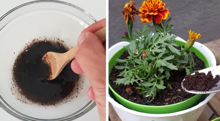 Non gettare via i fondi del caffè: impara questi modi alternativi per usarli in casa e in giardino