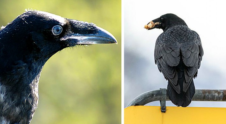 Una banda di corvi continua a rubare carni di prima scelta ai clienti di un supermercato