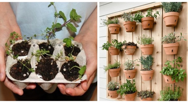 Erbe aromatiche: scopri i consigli più utili e semplici per coltivarle in casa