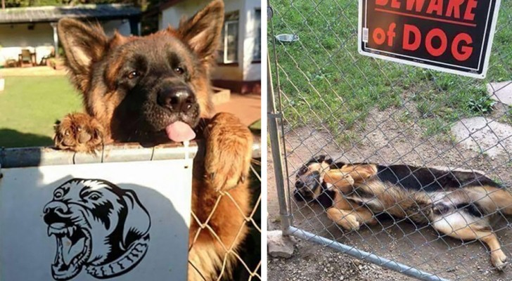 15 bedreigende bewakingsdieren die zich verstoppen achter het bord "pas op voor de hond"