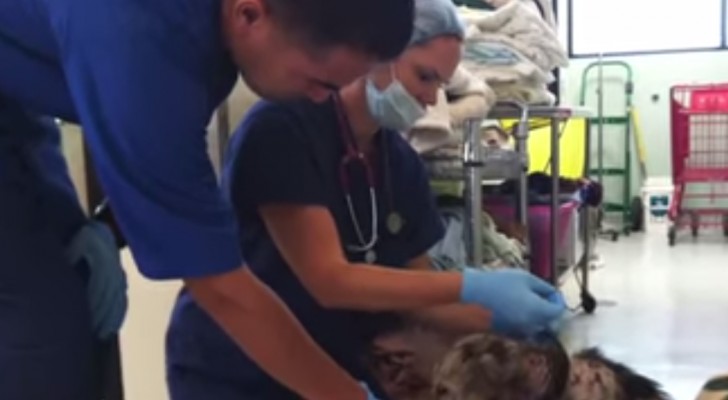 This dog had no hope of surviving, but when it recovers, you won't believe it. Unrecognizable.
