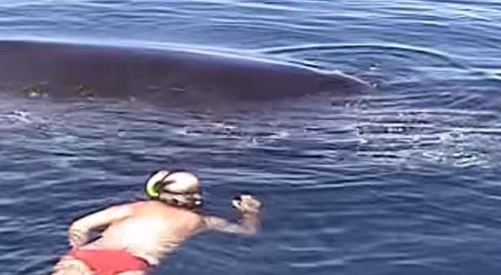 Ze denken dat de walvis dood is, maar dan doen ze een alarmerende ontdekking