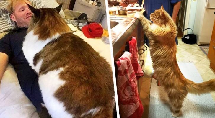 Gatos que quebram recordes: 17 bichanos gigantes que não se dão conta do próprio tamanho