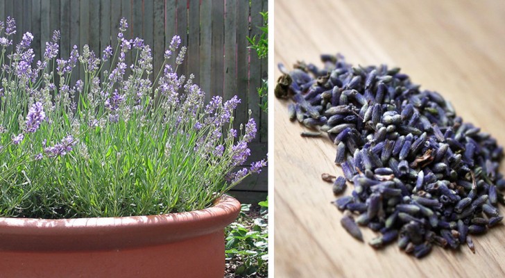 Lavender: all the tips to grow this fragrant and bee-friendly plant