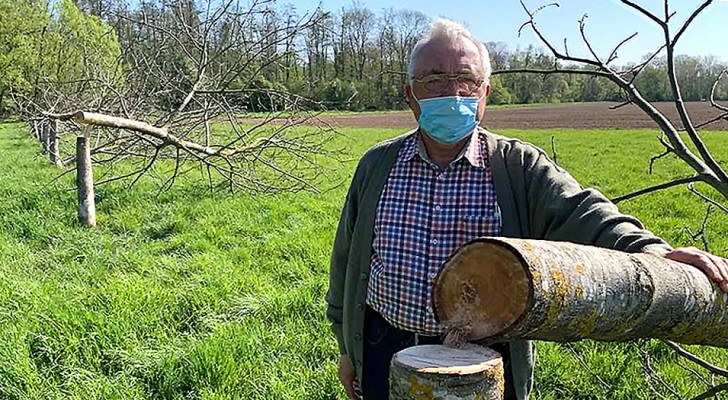 12 walnotenbomen van een boomkweker werden 's nachts gekapt: "Het is een ramp, ze waren mijn trots"