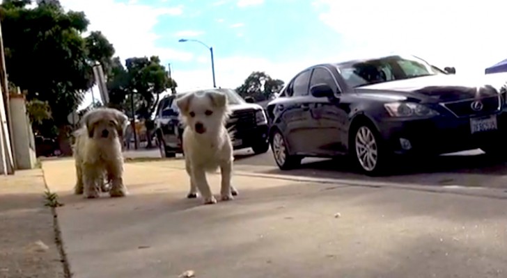 Estos dos perros vagabundos nos muestran el verdadero significado del amor y de la lealtad