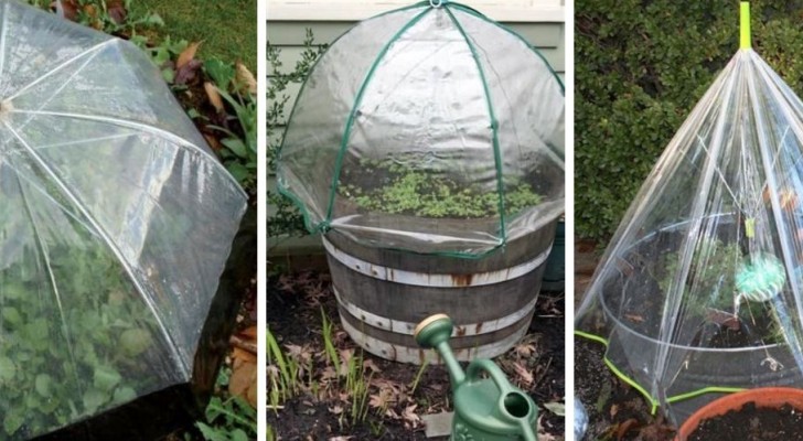 Mini-serra da giardino: scopri come realizzarla con gli ombrelli trasparenti e proteggi le tue piante