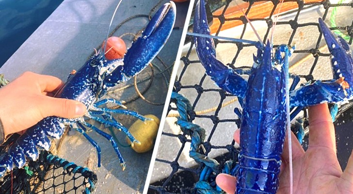Un pêcheur trouve un rare homard bleu et décide de le remettre à la mer : "Je ne l'aurais jamais mangé"
