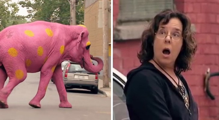 Ein ROSA Elefant überquert die Straße: Die Reaktion der Personen ist SUPERLUSTIG