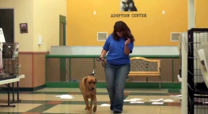 This is what happens in this rescue center when a dog is adopted...