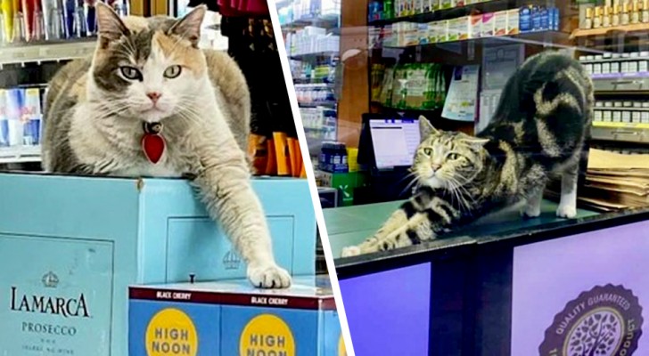 Gatti tra gli scaffali: 15 felini che si sono stabiliti nei negozi e non hanno intenzione di andarsene