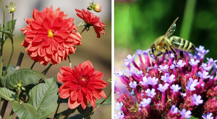 Le piante più belle per attrarre api e farfalle in giardino o in terrazzo