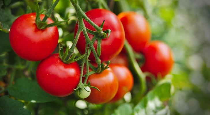 Pomodori: le dritte più utili per piantarli e avere un raccolto abbondante tutta l'estate