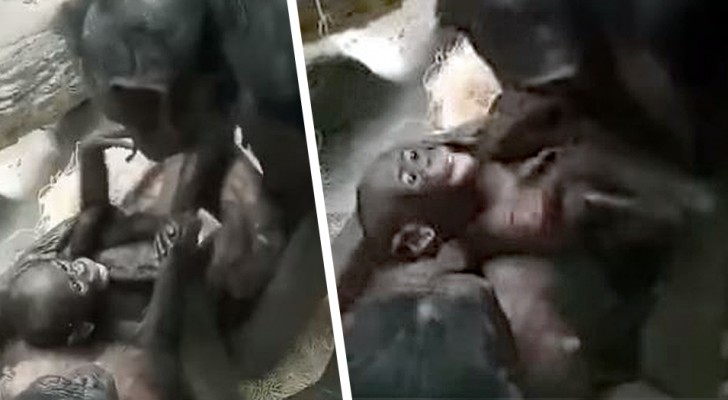 Nonna bonobo gioca con la nipotina: il sorriso della piccola ci ricorda quanto sono simili a noi