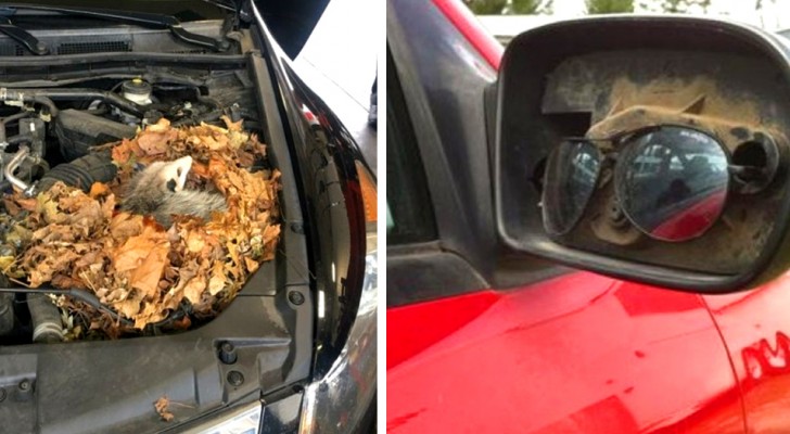 14 mechanics who were tearing their hair out when they saw their customers' cars