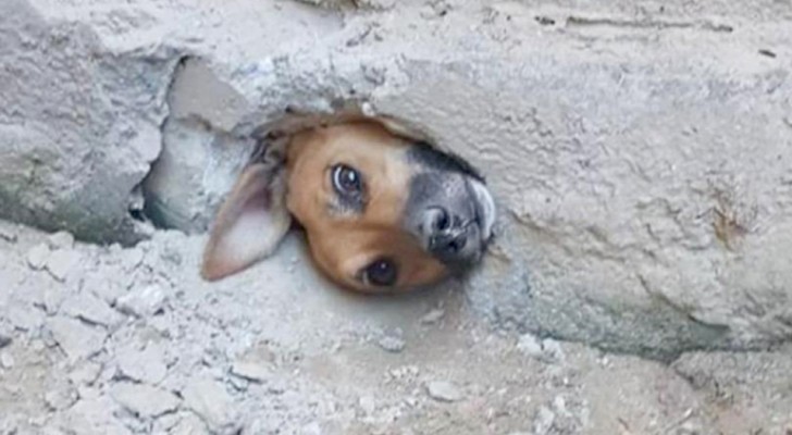 A curious dog gets trapped in a hole in the wall while spying on the neighbors: she's rescued by firefighters