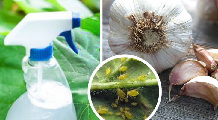 Scopri come usare l’aglio e altri ingredienti naturali contro insetti e afidi in casa o in giardino