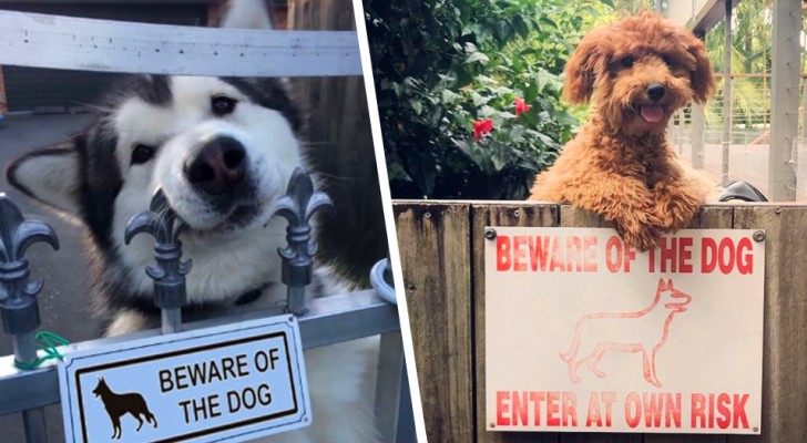 "Beware of the dog. Enter at your own risk": 15 dogs that wouldn't actually hurt a fly