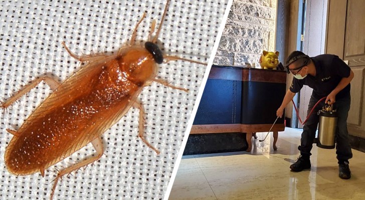 Vendetta strisciante: liberano migliaia di scarafaggi in un ristorante per punire il proprietario
