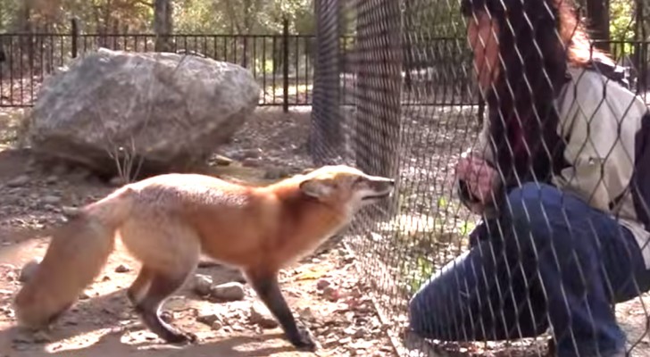 Here is how this fox reacts when it sees her friend. Adorable!