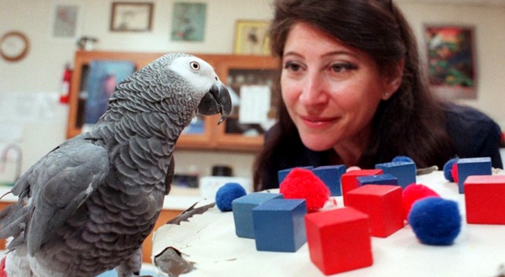 Alex, the parrot who had the intelligence of a 5 year old and who could really hold a conversation