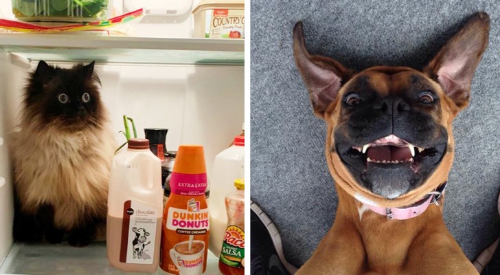 Buffi e divertenti: 15 foto dimostrano che annoiarsi con un animale in casa è impossibile