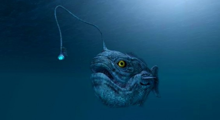 Un poisson à l'aspect monstrueux a été mystérieusement retrouvé sur une plage de Californie
