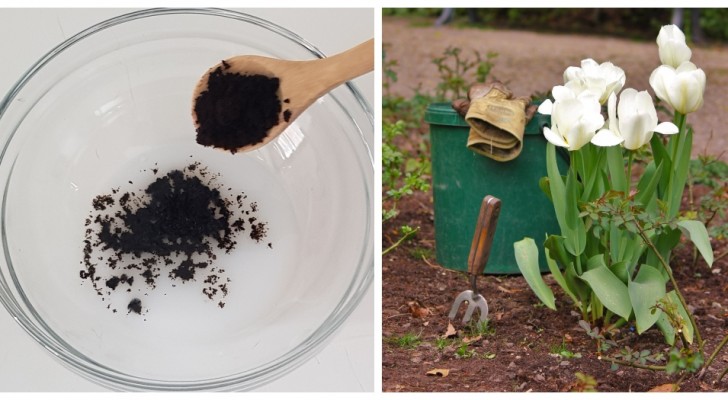 Fondi di caffè in giardino: usa gli scarti di cucina per i curare i tuoi angoli verdi