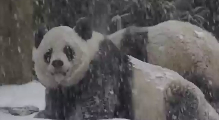 Here's how these pandas enjoy their first snow day. Adorable!