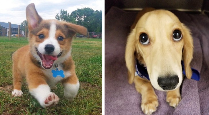 15 adorables chiens qui ne réalisent pas qu'ils ont des expressions irrésistibles
