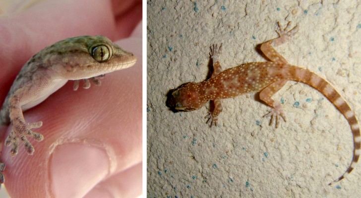 Don't chase away the geckos: they are lucky reptiles that can catch up to 200 mosquitoes