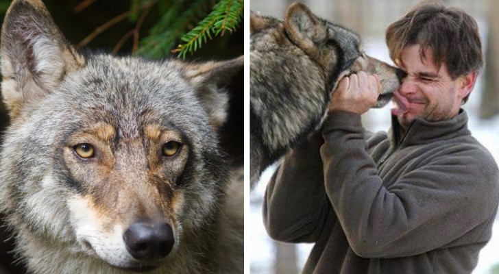 Han räddar en varg från en fälla och ger hennes ungar mat - några år senare kommer den tillbaka för att hälsa på