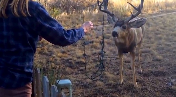They see a deer in danger. But it won't be very easy to help it