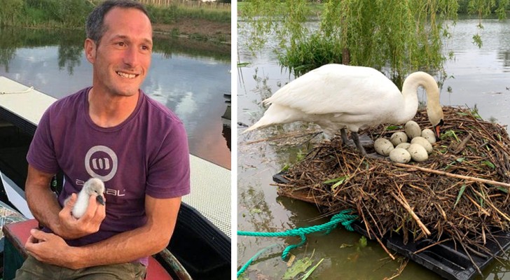 He builds a raft to save the nest of two unfortunate swans: "I didn't want them to lose their eggs again"