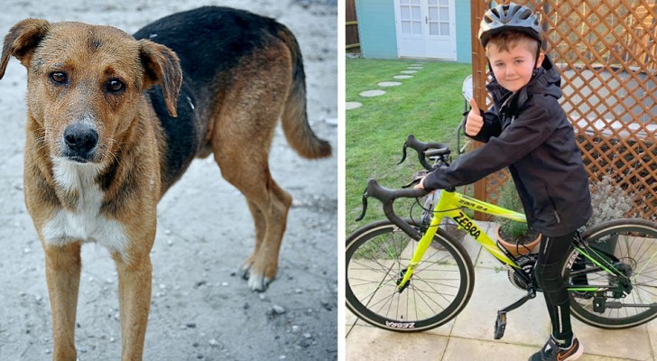 Bimbo di 8 anni percorre 160 km in bici per regalare una casa ai cani randagi