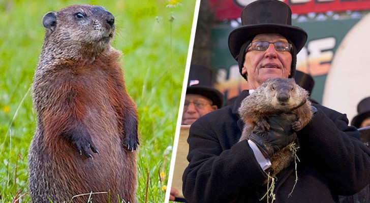 Aux États-Unis, il existe une marmotte qui peut "prédire" l'arrivée du printemps