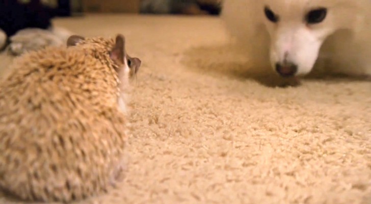 2 new friends get to know each other: unusual but incredibly CUTE !