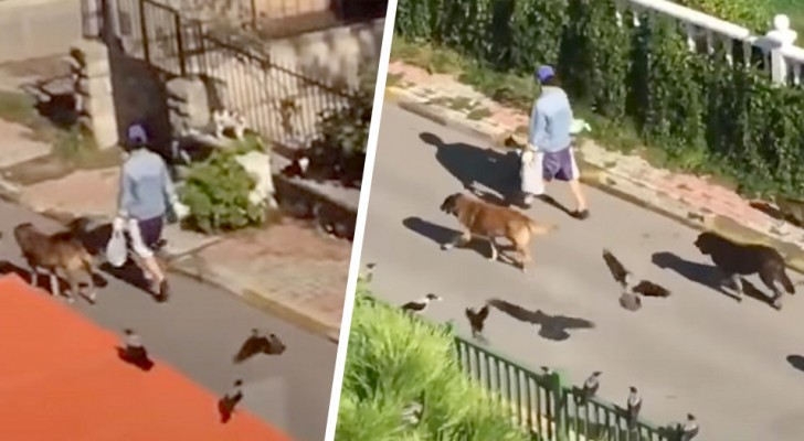 A mysterious woman walks down the street followed by dogs, cats and birds: it looks like a scene from a fairy tale