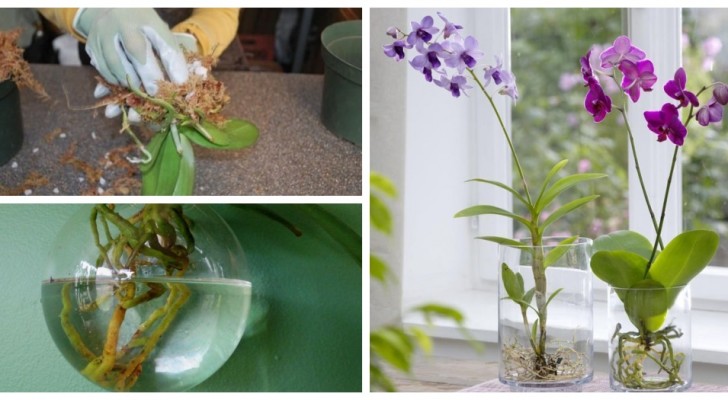 Orchidee in acqua? Prova a coltivarle così con queste indicazioni utili