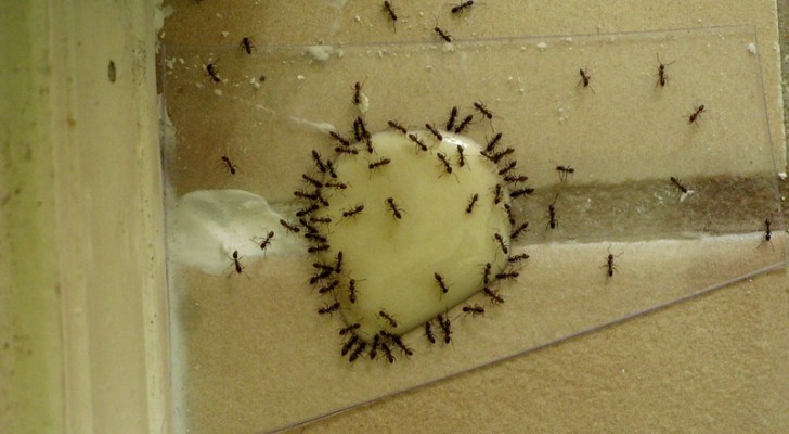 Ameisen? Wir verraten Ihnen ein perfektes Do-it-yourself-Mittel, um sie fernzuhalten